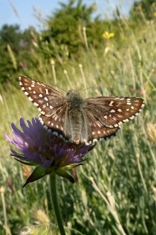 Pyrgus : chi  questo?? - Pyrgus sidae